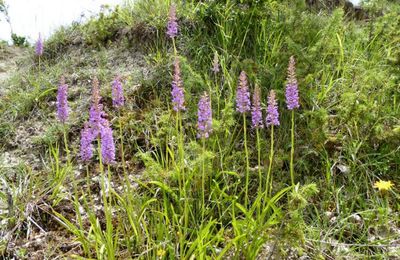 Gymnadenia conopsea  -  orchis moucheron
