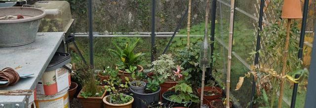 Des tomates pour Noël ?