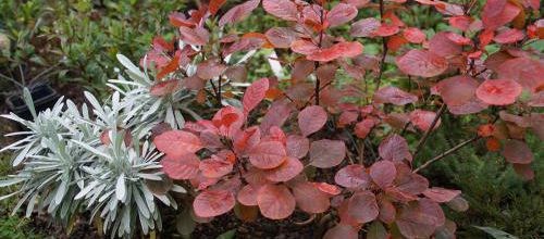 les dernières couleurs de Lilla