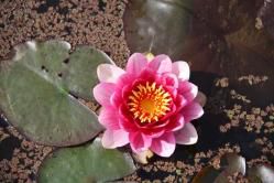 LES JARDINS D'EAU (24)