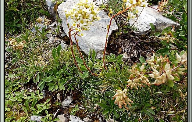 Flore des Pyrénées (Images de mon ancien blog, année 2011)