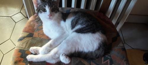 Posture de chat