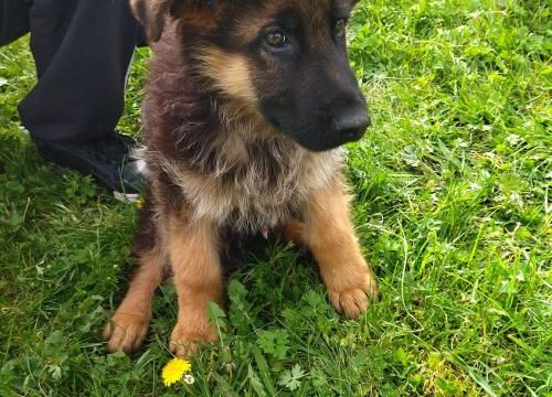 Ugo et son Education