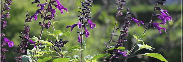La  Salvia hybride "Amistad"® et  Tricyrtis formosana  "Pink Freckles"®, plantes "à tester".
