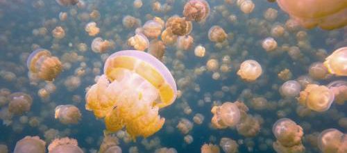 Le lac aux méduses - Jellyfish Lake
