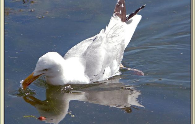 Le goéland et le jeune cygne noir - Ars-en-Ré - Ile de Ré - 17