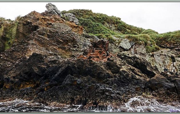 Dans les falaises, cohabitent Gorfous de Moseley, Otaries à fourrure, Éléphants de mer ... - Nightingale Island - Tristan da Cunha