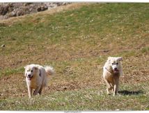 Les Marmottes