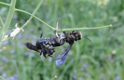 une bébète en macro !