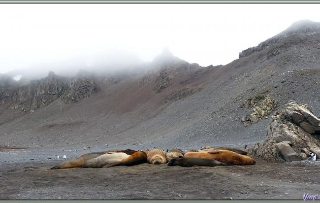 Photos des placides mais grognons Eléphants de mer (Mirounga leonina) - Hannah Point - Livingston Island - South Shetland Islands - Péninsule Antarctique