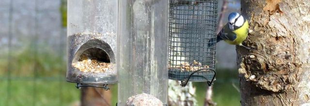 Mésanges au jardin 