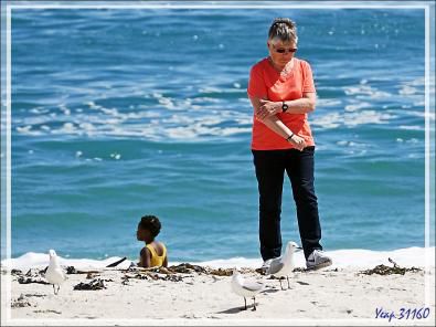 La belle et les mouettes de Hartlaub - Camps Bay - Cape Town - Afrique 