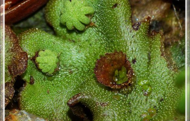 Macro sur une Hépatique à thalle (Marchantia polymorpha L.) - Lartigau - Milhas - 31
