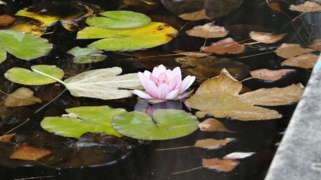 La Gestion de l'Eau au Jardin (pas toujours si facile)