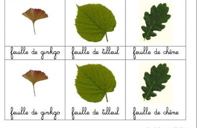 Les feuilles près de l'école...