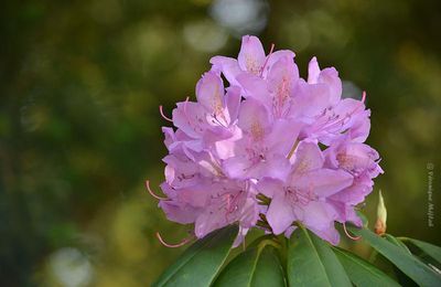 Rambouillet : Rhododendron ponticum