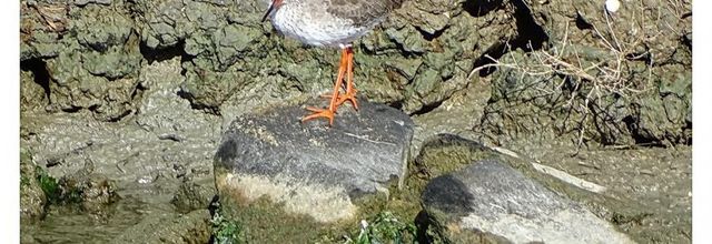 Chevalier gambette dans le Marais breton - 2016