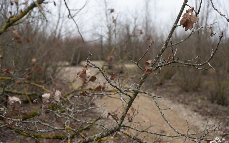 Desnes : un refuge nature (2 et fin)