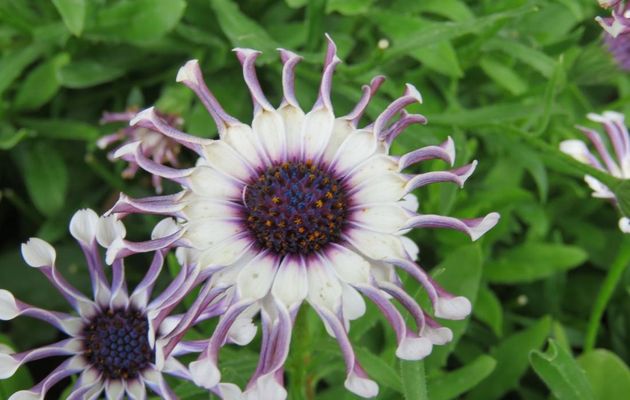 des fleurs à Arnaga (64)
