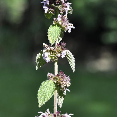  Épiaire à feuilles de Sauge