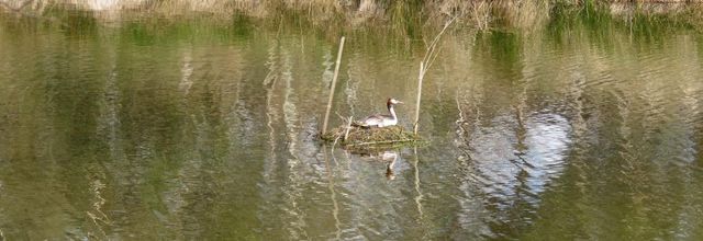 les grèbes au parc du Teich