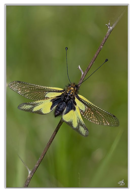 03 - Insectes