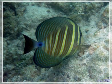 Poisson chirurgien voilier, Sailfin tang (Zebrasoma velifer) - Pearl Havaiki - Atoll de Fakarava - Tuamotu - Polynésie française