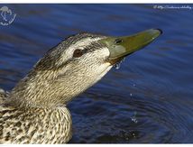 Canard colvert femelle - Anas platyrhynchos