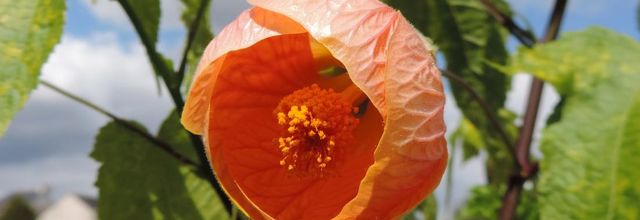 une fleur mystère ?