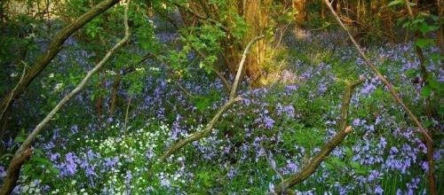 Le chant du printemps...
