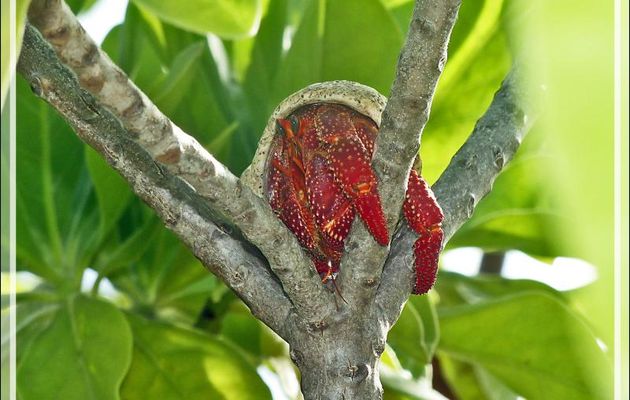 Pagure ou Bernard l'hermite terrestre fraise, Strawberry crab (Coenobita perlatus) - Ile aux oiseaux - Vers la passe sud Tumakohua (Tetamanu) - Atoll de Fakarava - Tuamotu - Polynésie française