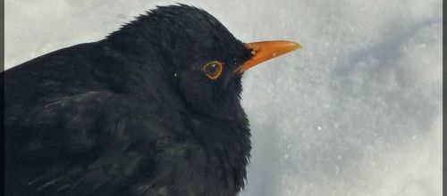 Turdus merula, merle noir