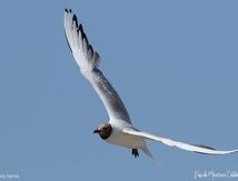 Mouette rieuse