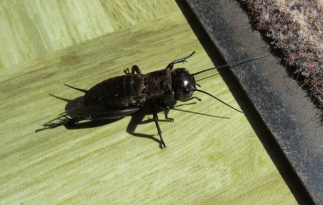 un grillon dans la maison