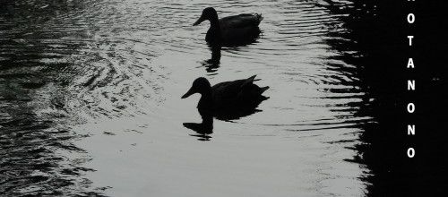 ombres de poules d'eau 