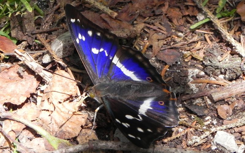 un papillon bleuté : le Grand Mars changeant