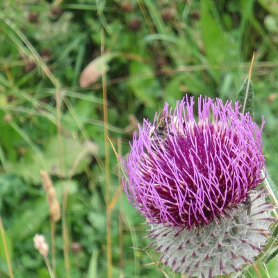 Extraits du livre « Le singe et la fleur de lotus  de  JINPA SHERAB» (Nos différences)