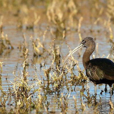 Ibis Falcinelle