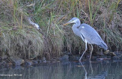 La pêche du Héron cendré