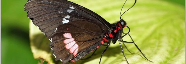 Voilier Iphidamas (1) - Parides iphidamas
