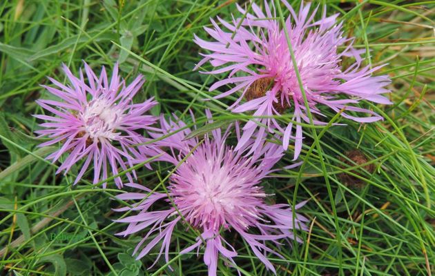 une centaurée et un papillon