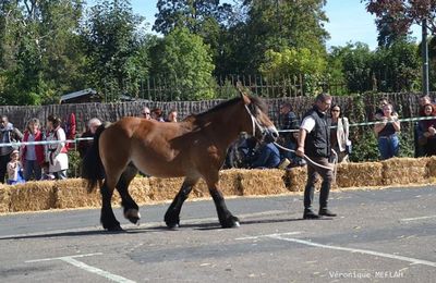 Rambouillet : La Saint Lubin-les 15ème Comices agricoles : Concours chevaux de trait