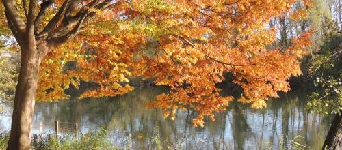projet 52 automne