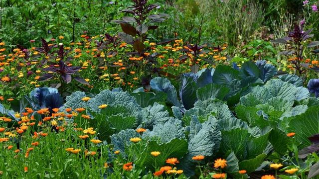  Septembre, le Mois Idéal pour Créer un Potager !
