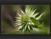 Cynara cardunculus Inflorescence