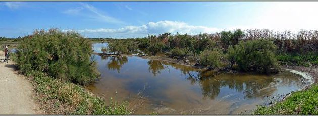 Marais aux tamaris - Les Portes-en-Ré - Ile de Ré - 17