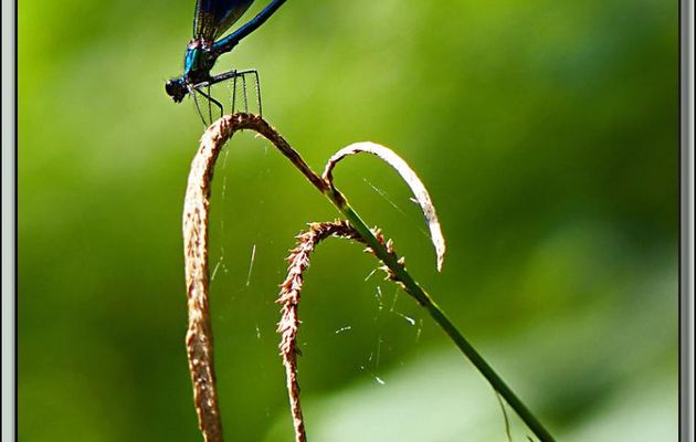 Libellule Caloptéryx vierge mâle (Calopteryx virgo) sur Laîche pendante (Carex pendula) - Boucou - Sauveterre-de-Comminges - 31