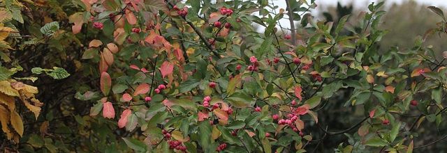 Merveille de l'automne, le fusain