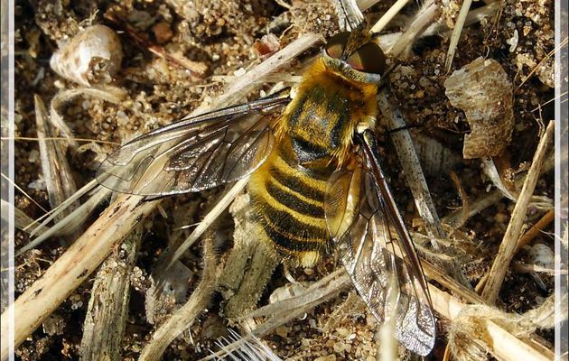 Mouche Syrphe mâle (Merodon sp. ?) - La Couarde-sur-Mer - Île de Ré - 17