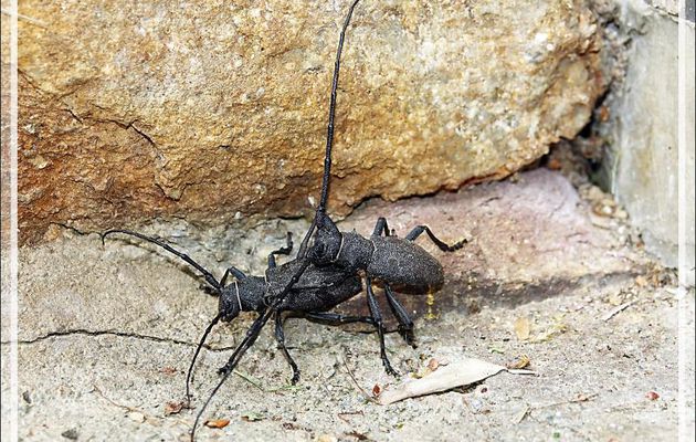 Longicorne (Capricorne) Morime rugueux (Morimus asper) - Lartigau - Milhas - 31